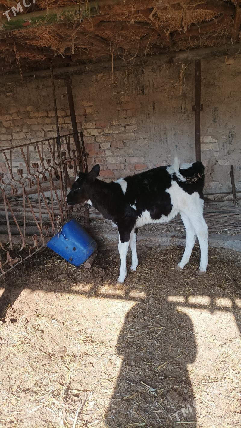 sary galasteyn - Türkmenabat - img 2