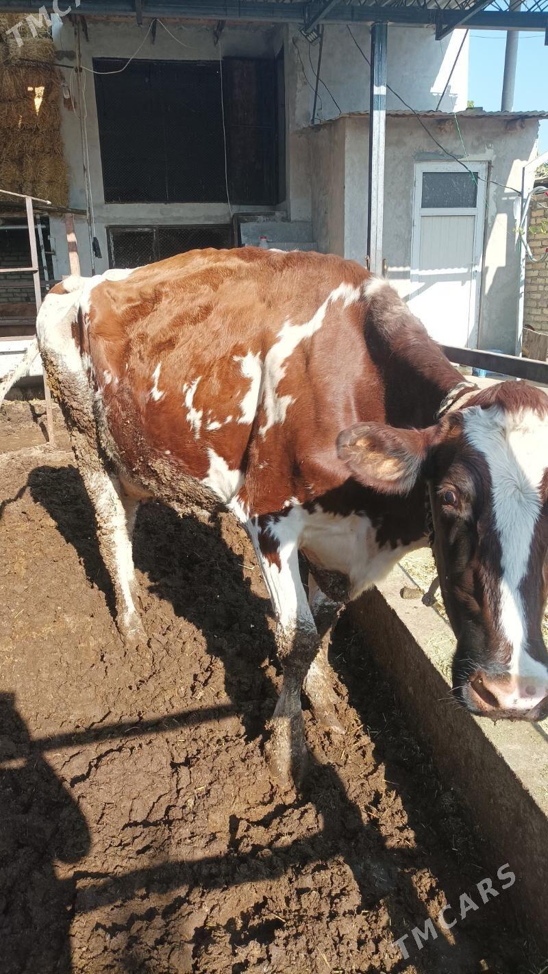 sary galasteyn - Türkmenabat - img 4