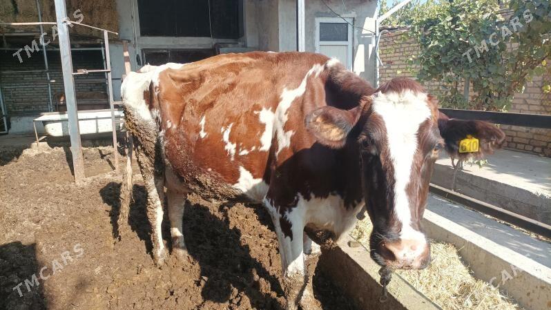 sary galasteyn - Türkmenabat - img 5