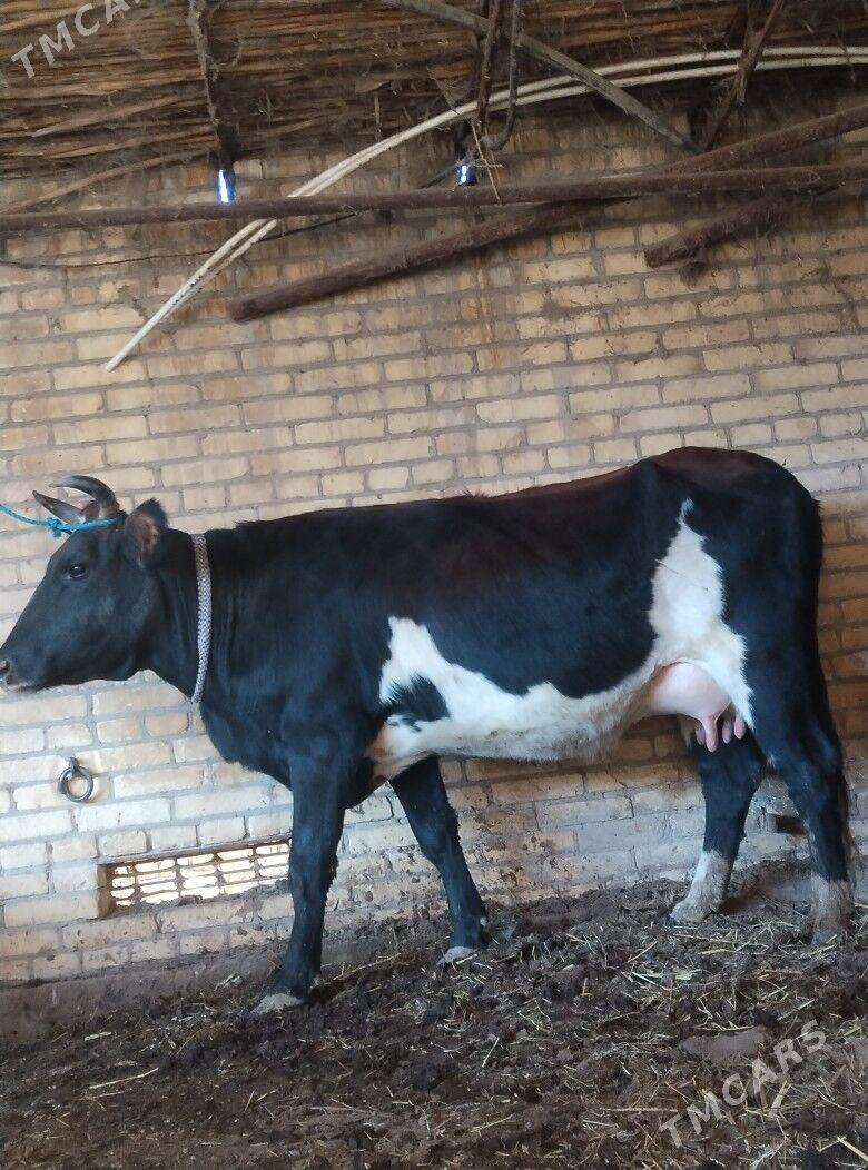 голели сыгыр - Çärjew - img 3