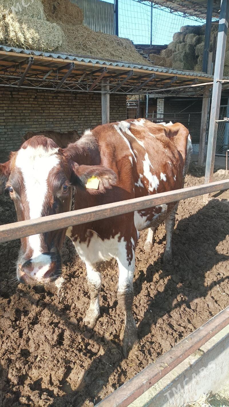 sary galasteyn - Türkmenabat - img 3