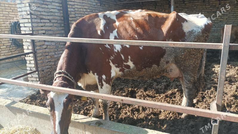 sary galasteyn - Türkmenabat - img 6