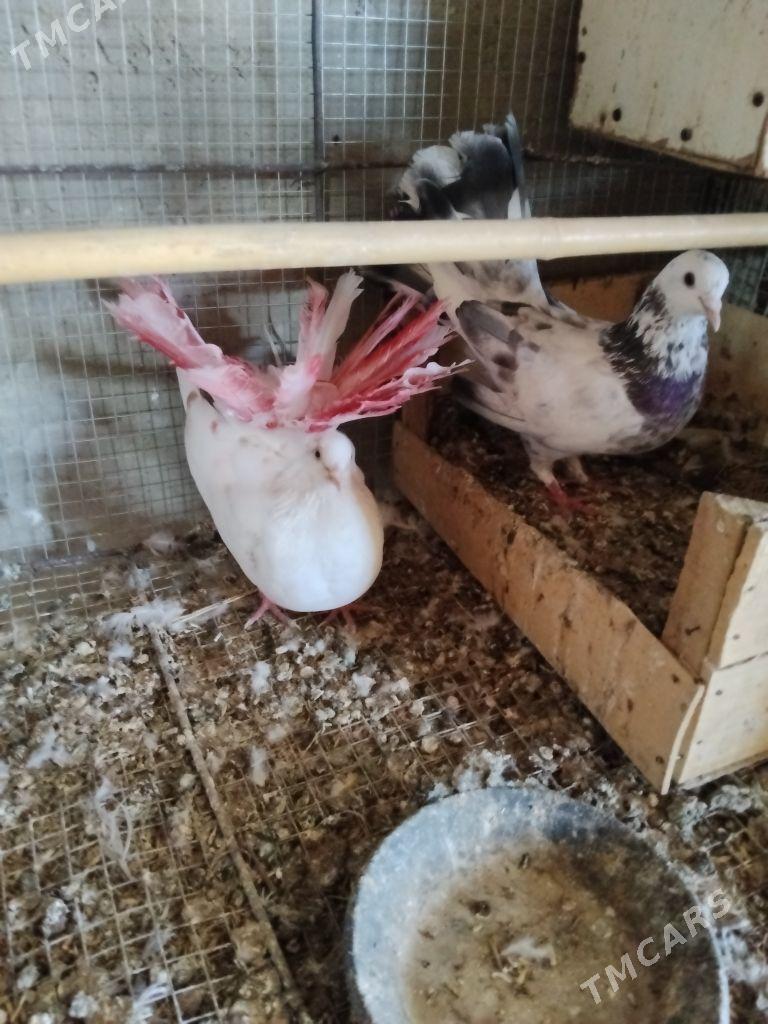 kepderi - Wekilbazar - img 3