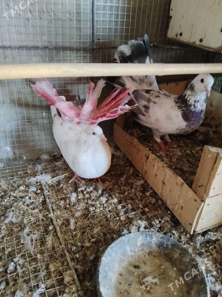 kepderi - Wekilbazar - img 2