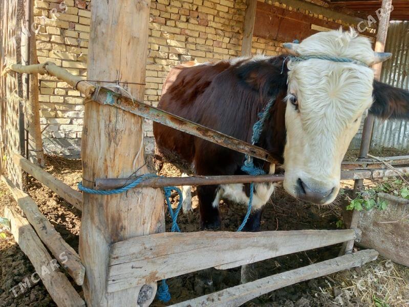 okuz - Türkmenabat - img 3