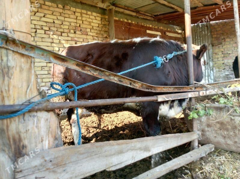 okuz - Türkmenabat - img 2