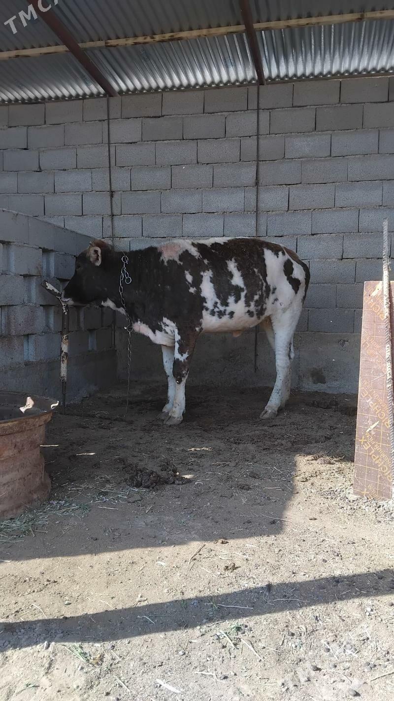 tüwe - Бахарден - img 3