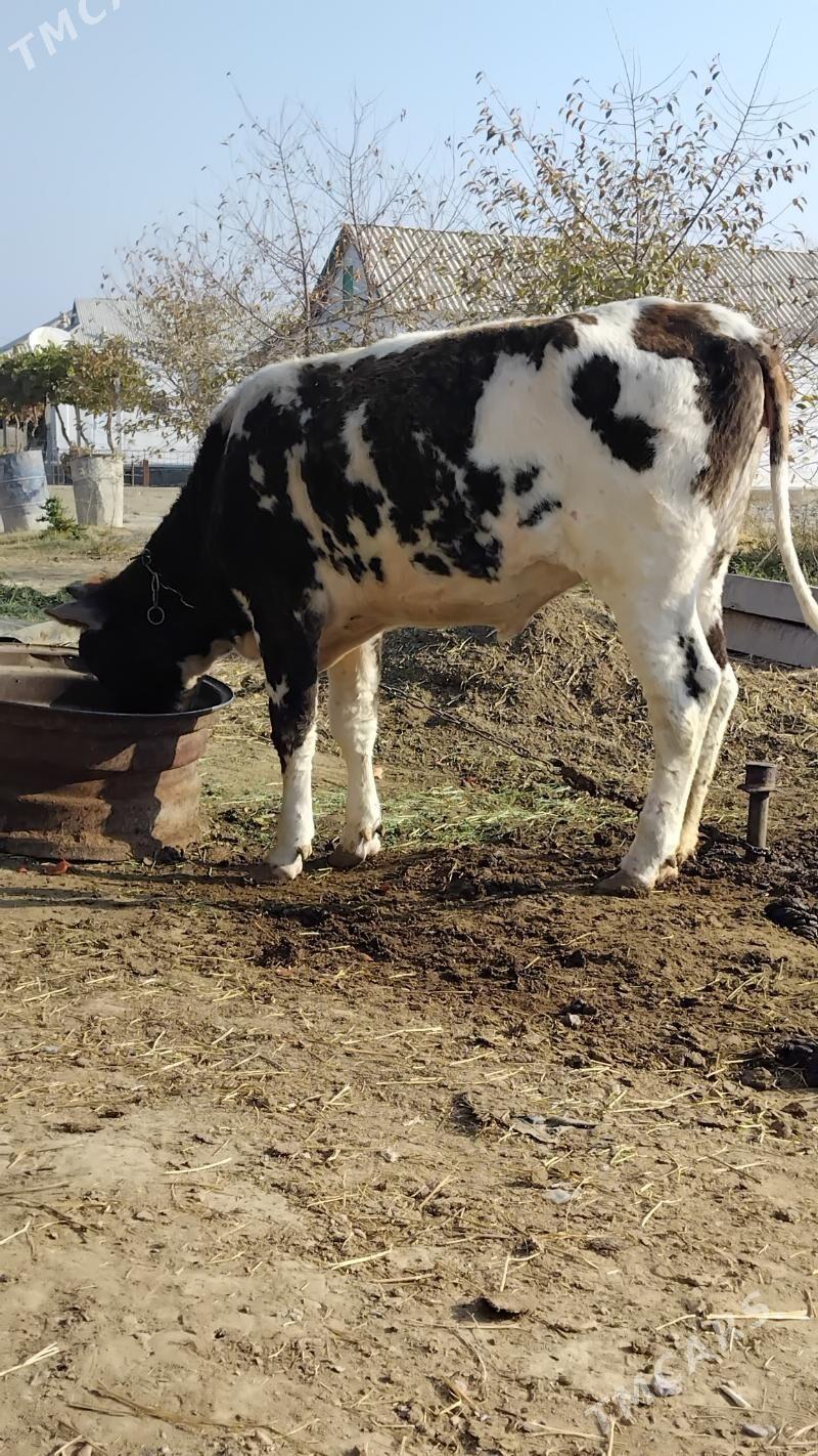 tüwe - Бахарден - img 2