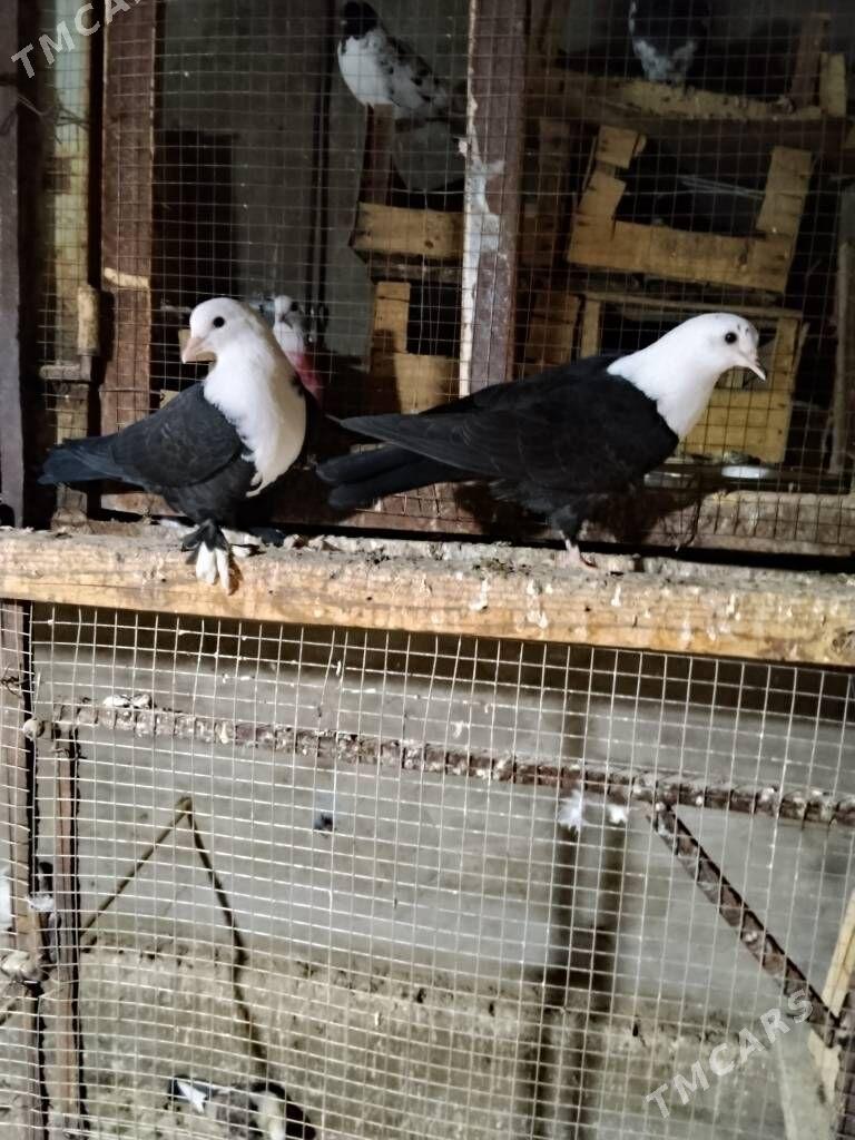 kepderi - Wekilbazar - img 4