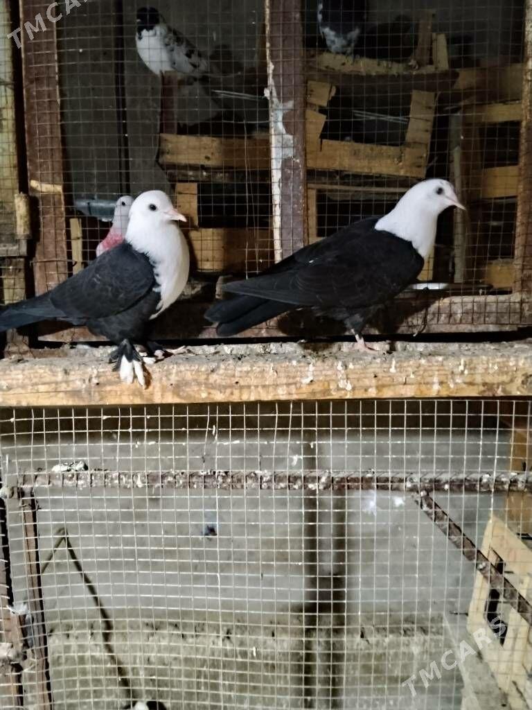 kepderi - Wekilbazar - img 3