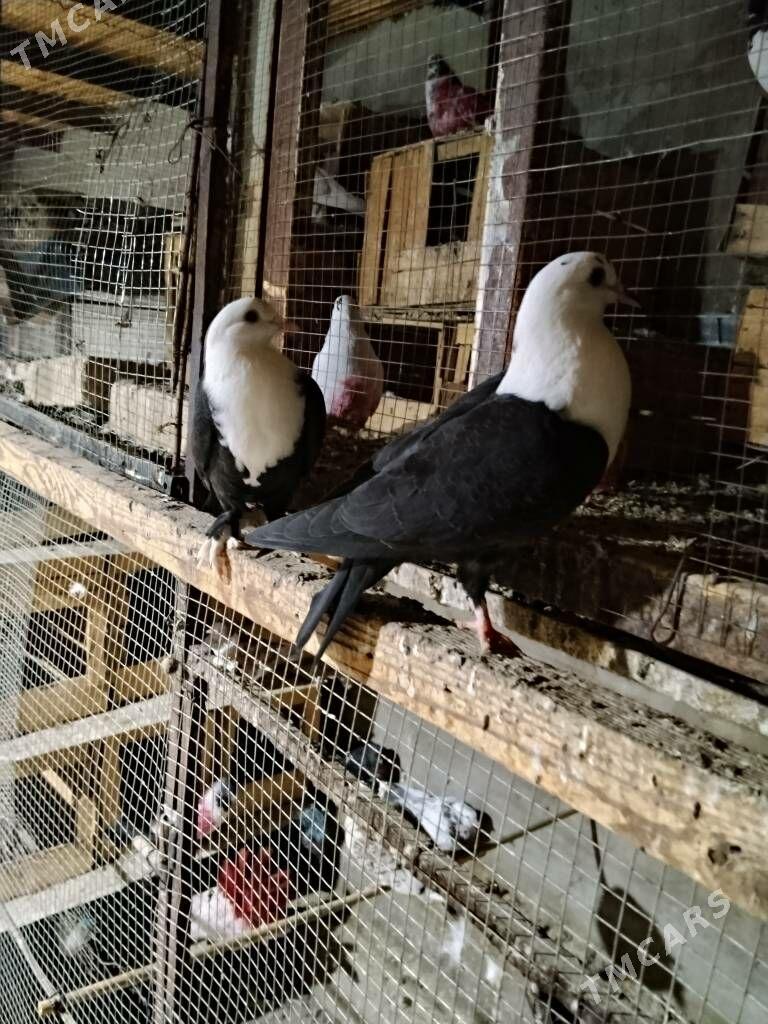 kepderi - Wekilbazar - img 2