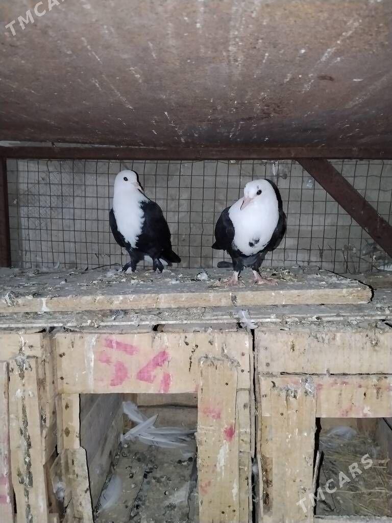 kepderi - Wekilbazar - img 5