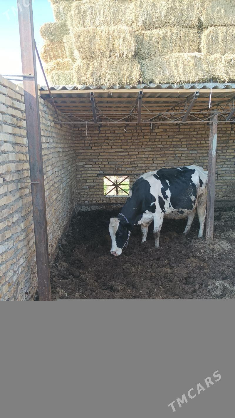 corny pyostra - Türkmenabat - img 2