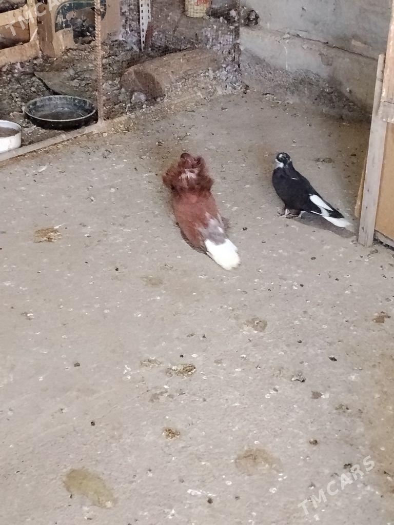 kepderi - Wekilbazar - img 2