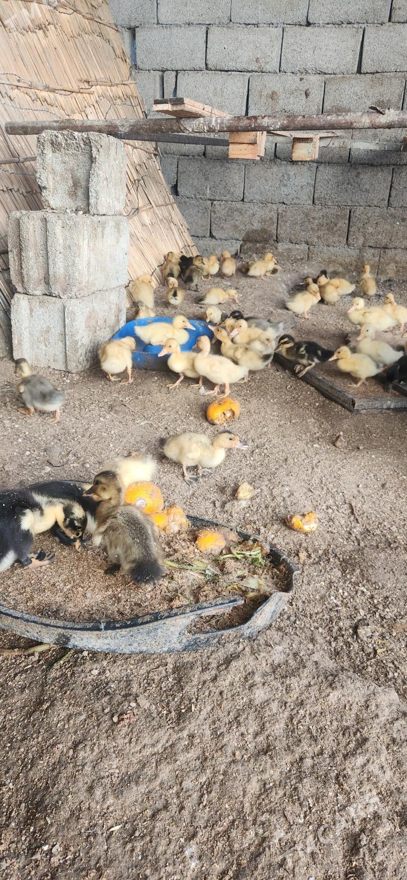 ordek juyje - Чоганлы - img 2