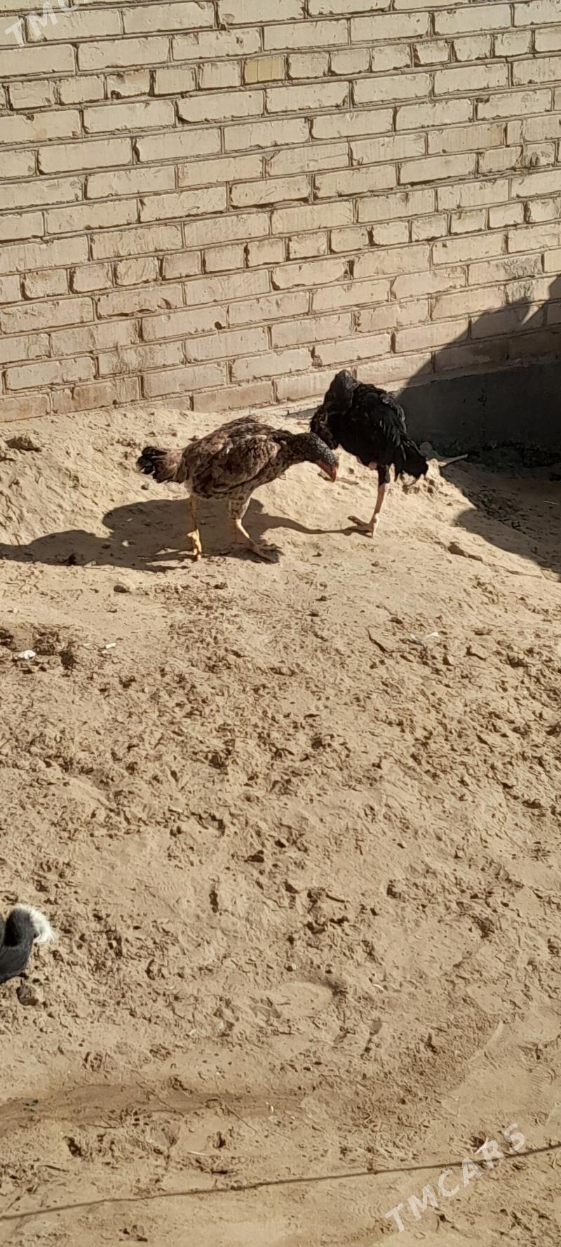 Baysy - Sakar - img 7