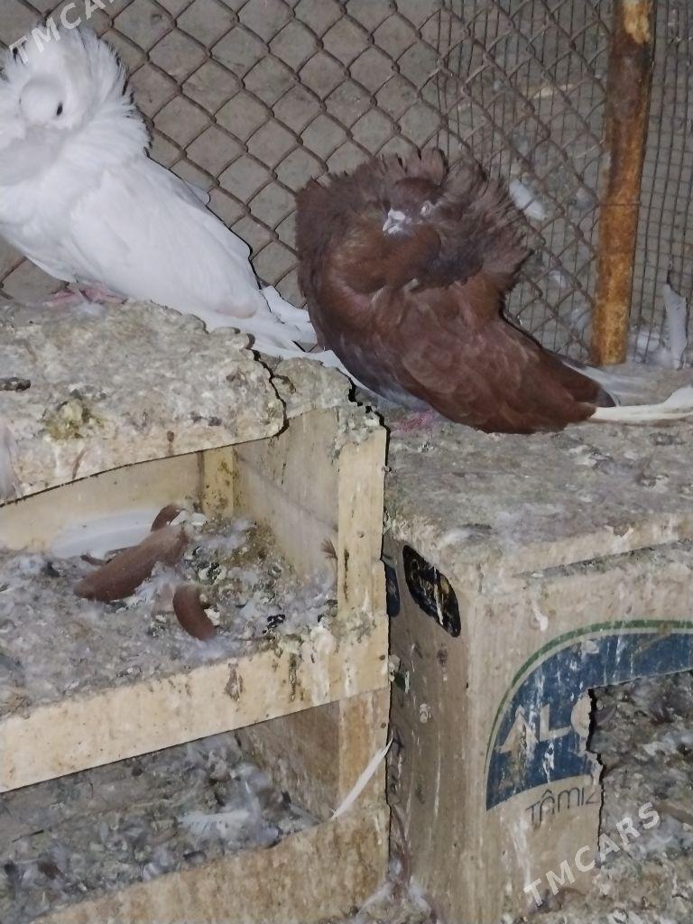 kepderi - Wekilbazar - img 3