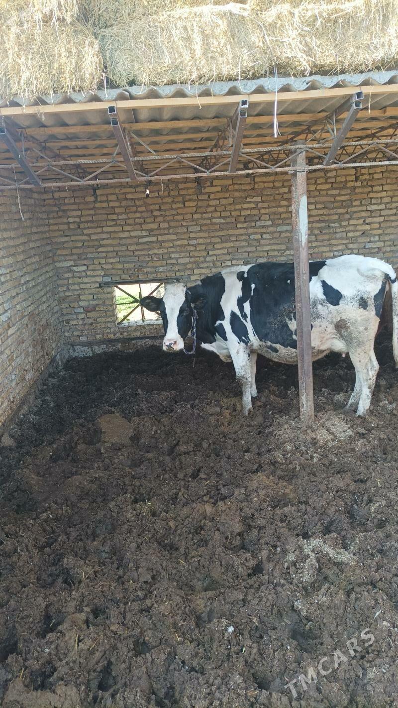 corny pyostra - Türkmenabat - img 3