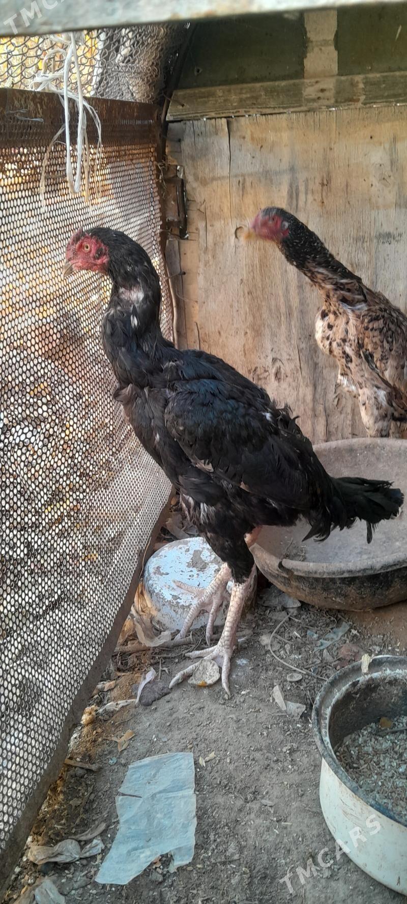 Baysy - Sakar - img 3