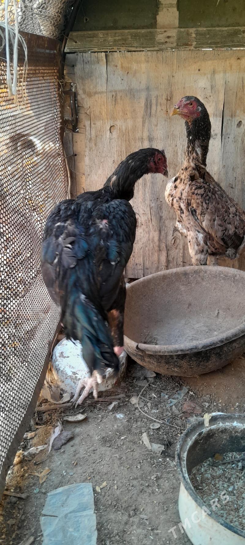 Baysy - Sakar - img 2