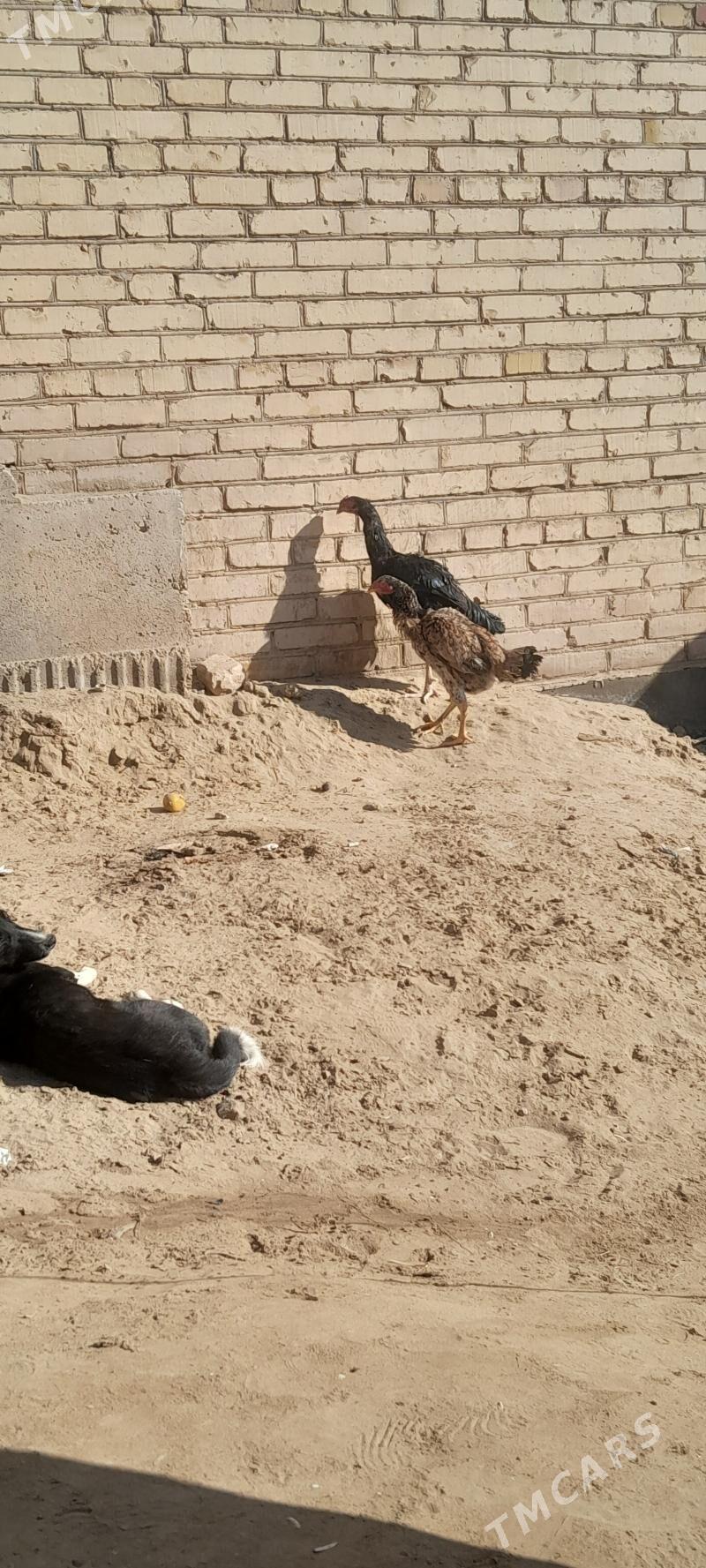 Baysy - Sakar - img 5