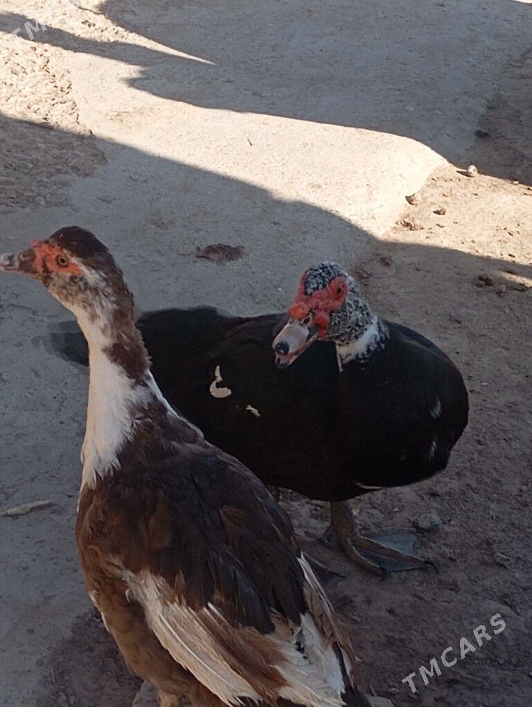 iduk utga - Мары - img 1