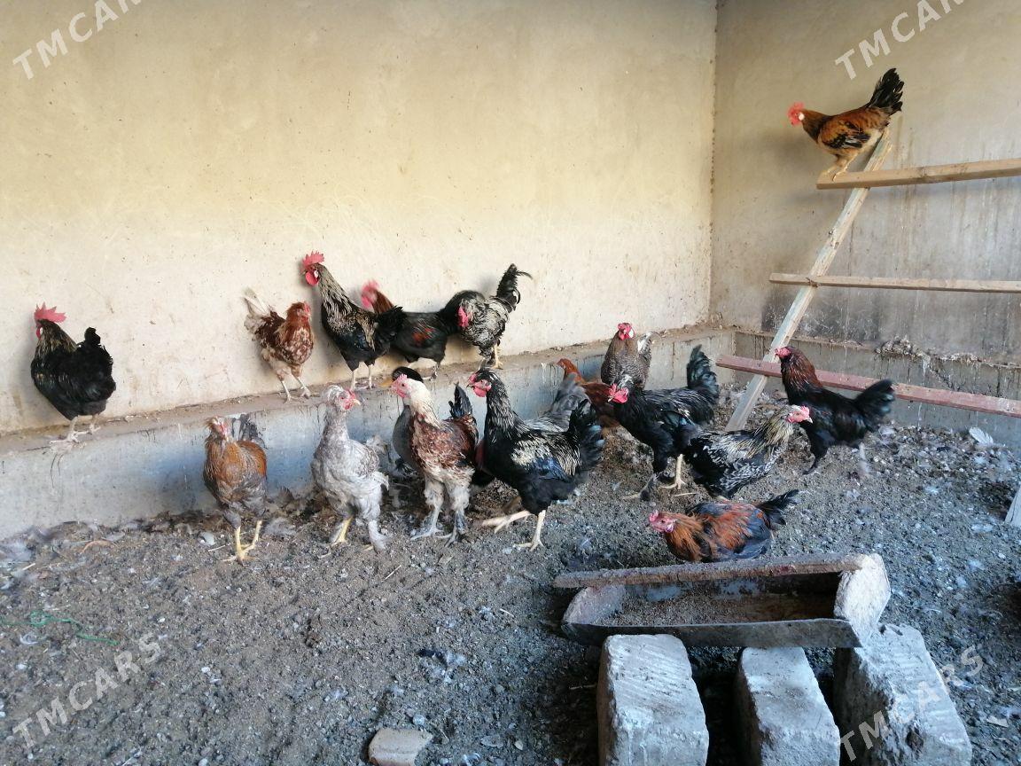 Induklar korazlar - Туркменабат - img 3