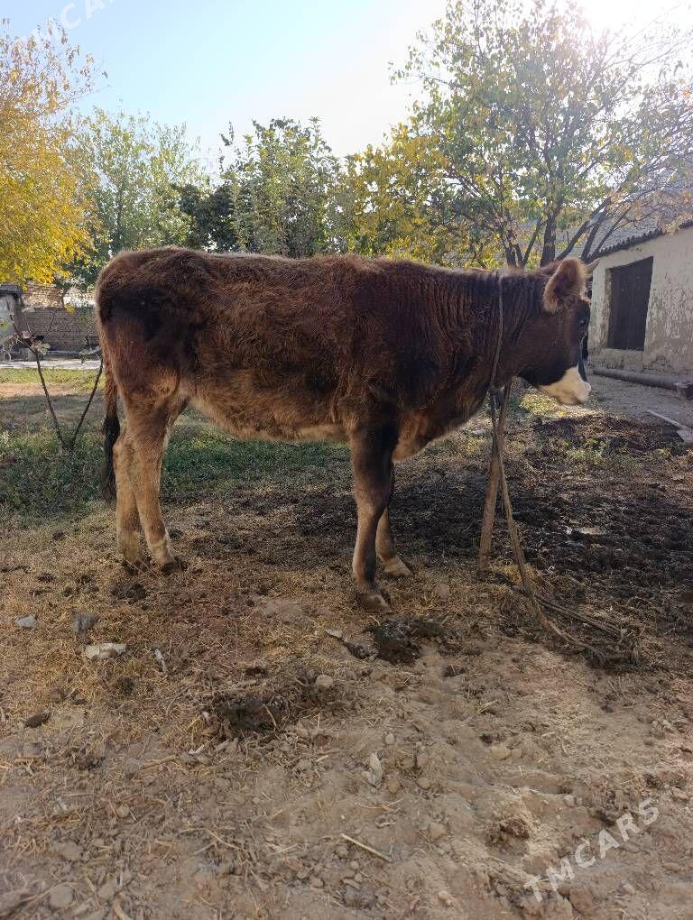 Tuwe tohum zat - Бахарден - img 2