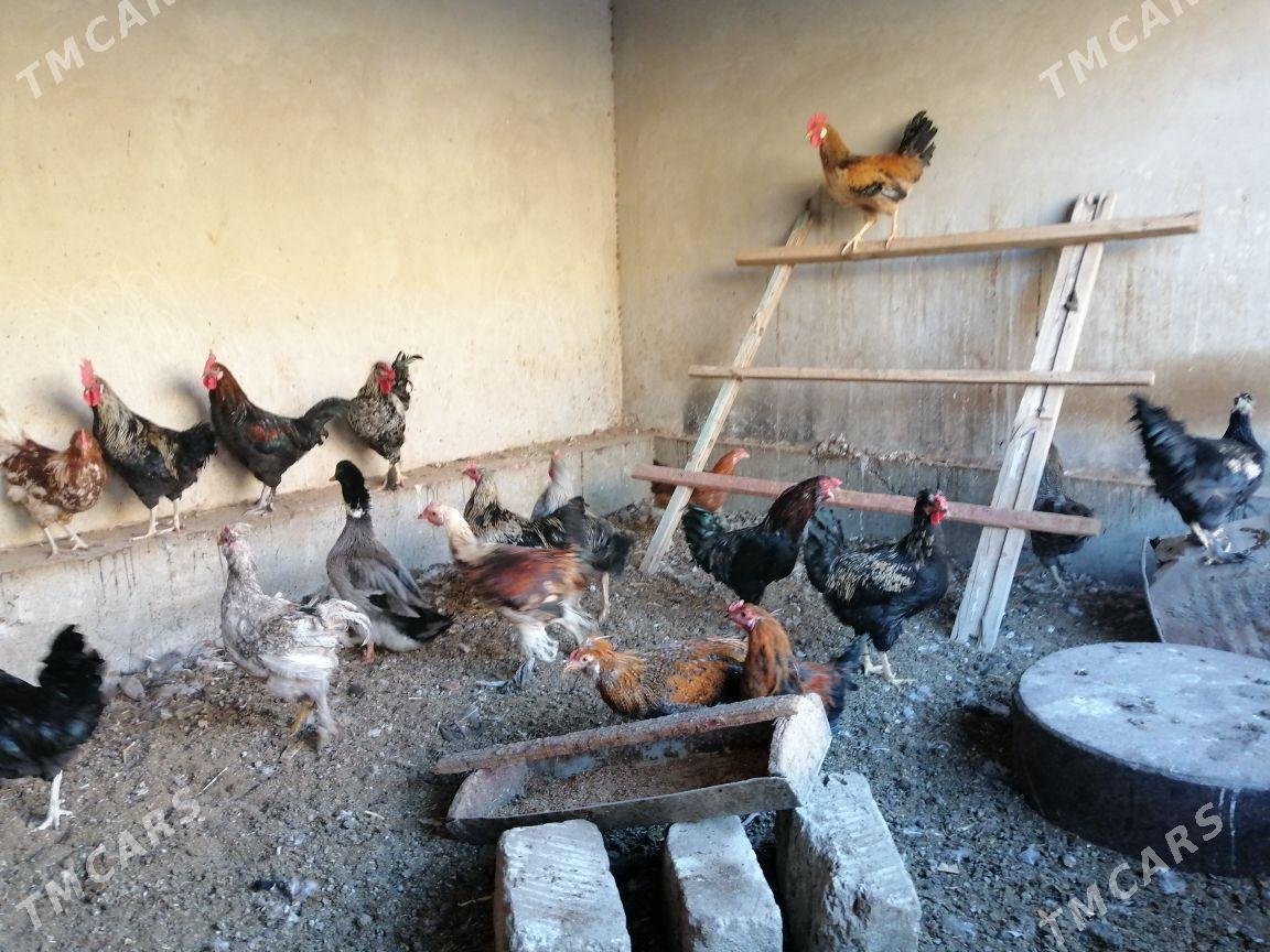 Induklar korazlar - Туркменабат - img 1