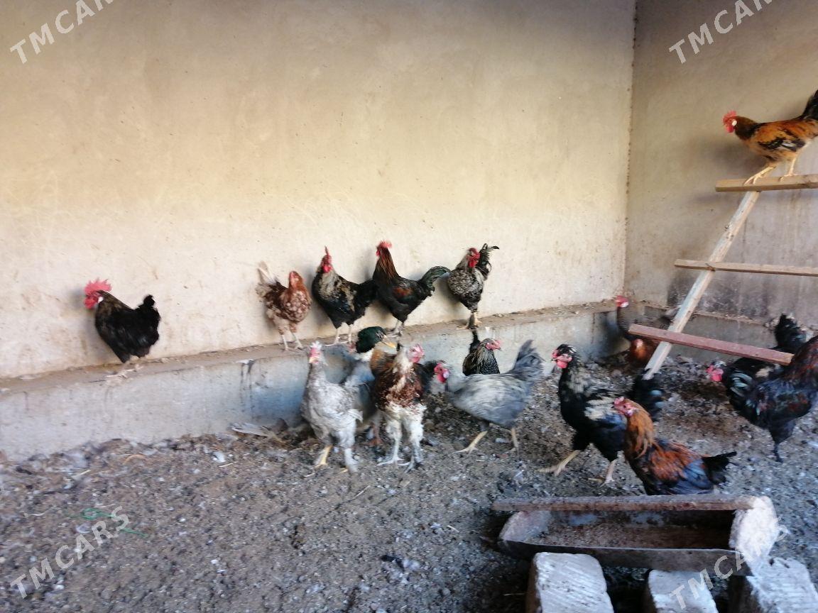 Induklar korazlar - Туркменабат - img 2