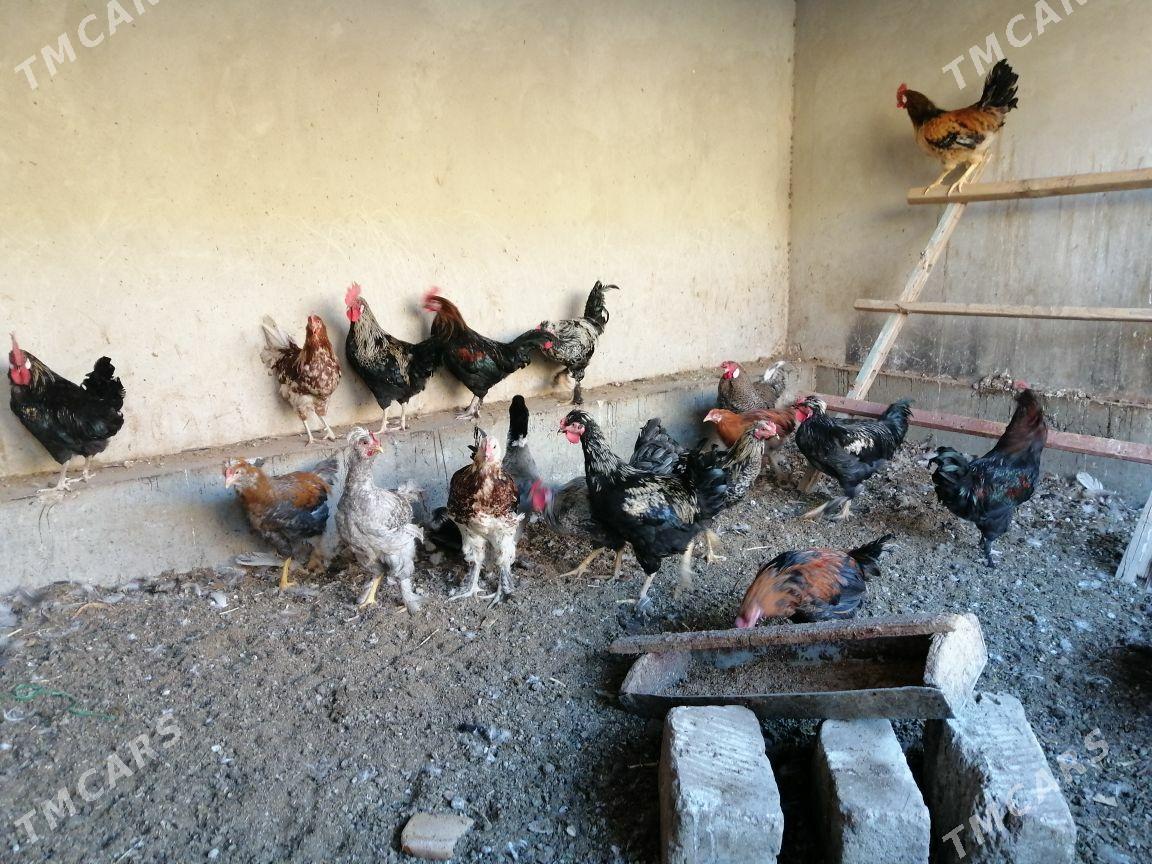 Induklar korazlar - Туркменабат - img 4