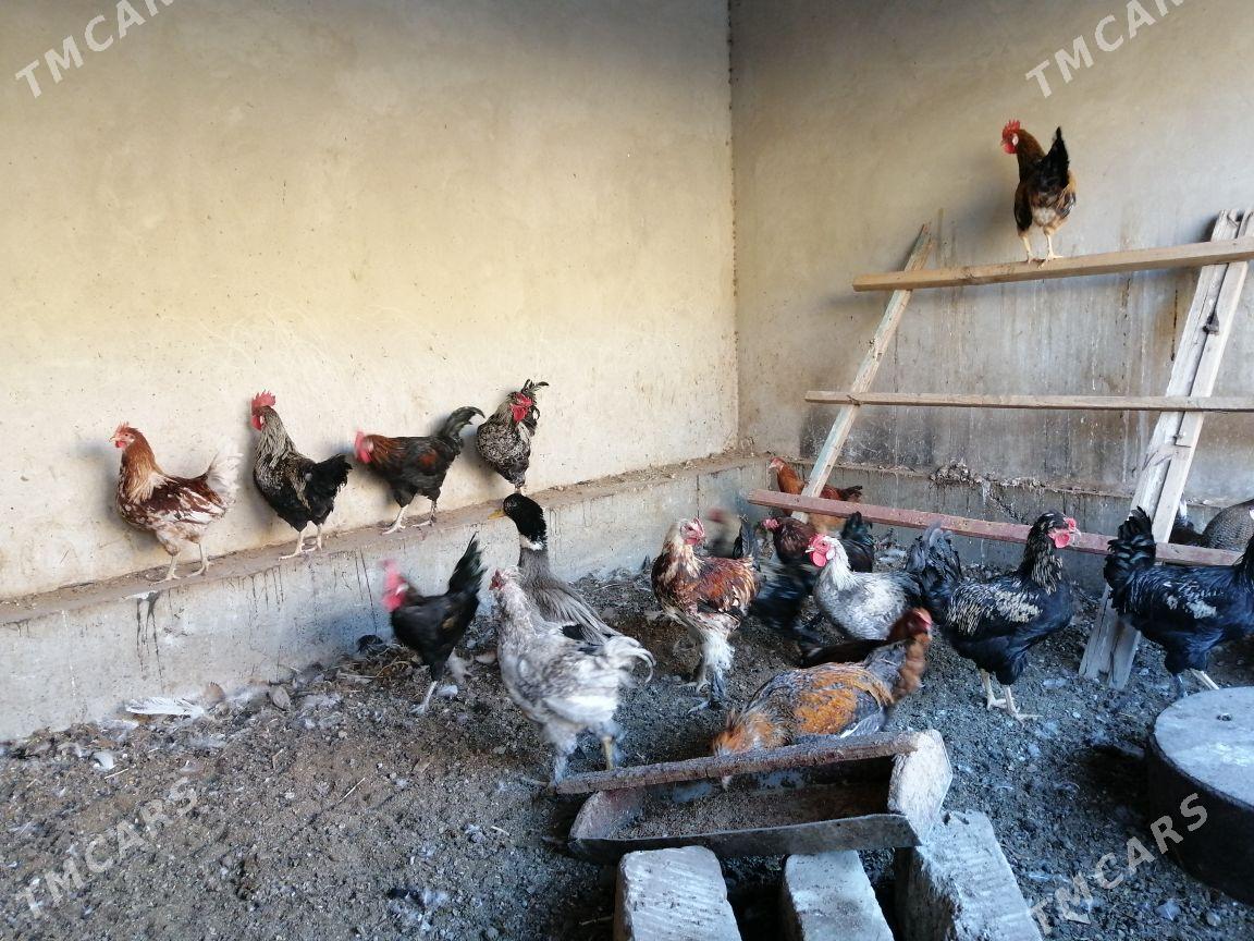 Induklar korazlar - Туркменабат - img 5