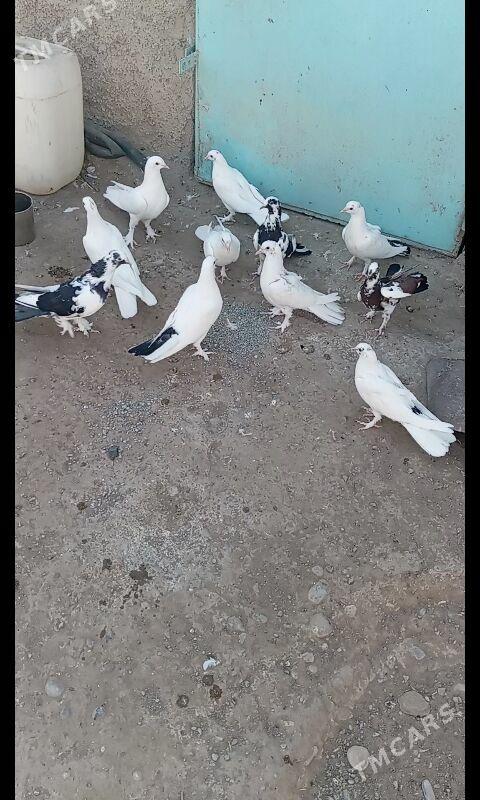 Kepderi - Büzmeýin - img 6