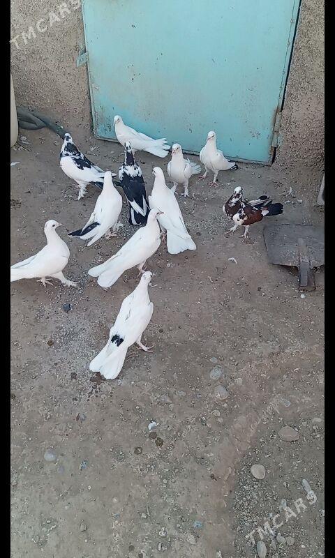 Kepderi - Büzmeýin - img 2