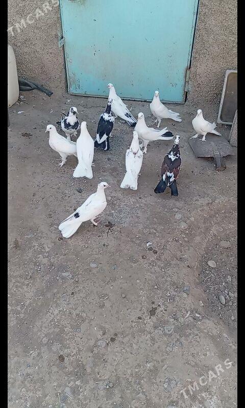 Kepderi - Büzmeýin - img 3