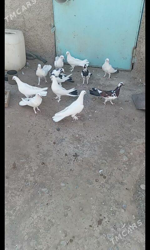 Kepderi - Büzmeýin - img 8