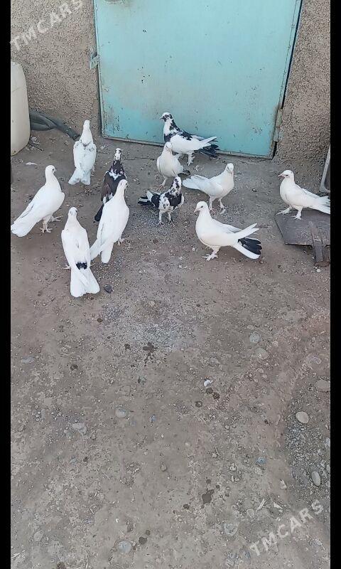 Kepderi - Büzmeýin - img 7