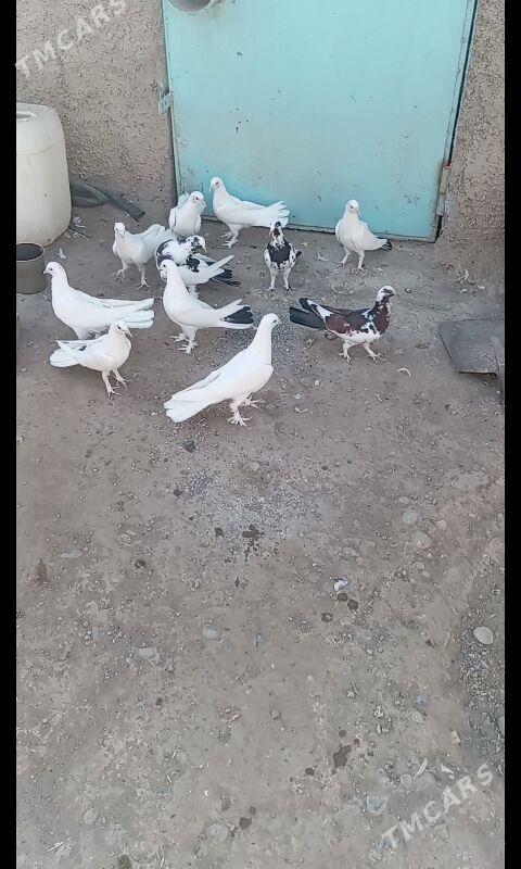 Kepderi - Büzmeýin - img 5