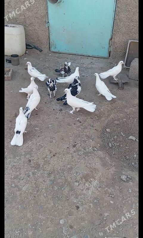 Kepderi - Büzmeýin - img 4