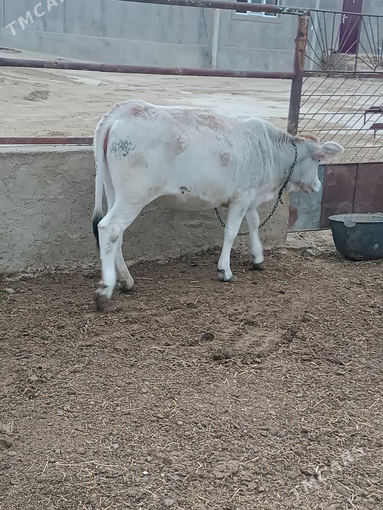 okuz we sygyr - Etrek - img 2