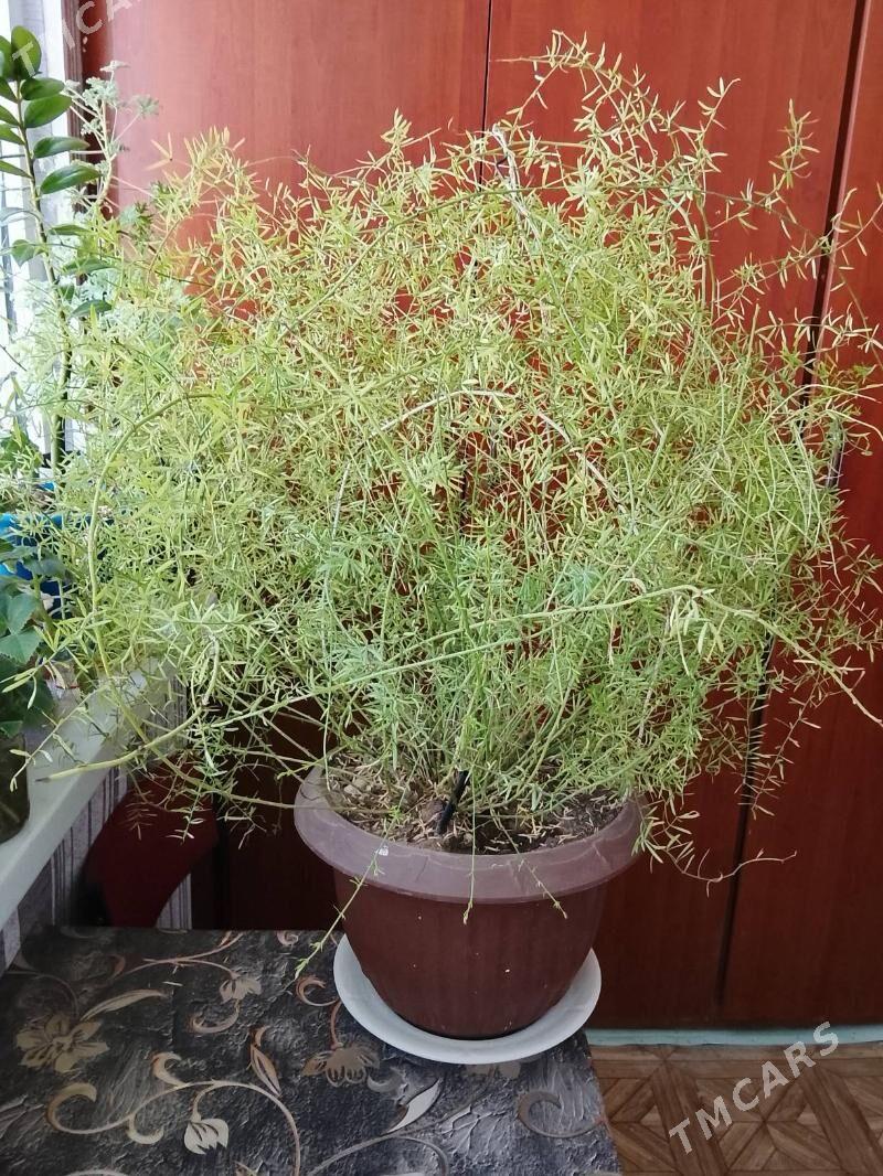 Аспарагус - Балканабат - img 3