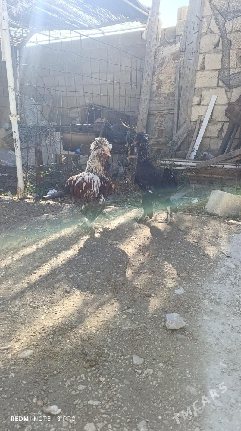 troyka horaz - Balkanabat - img 4