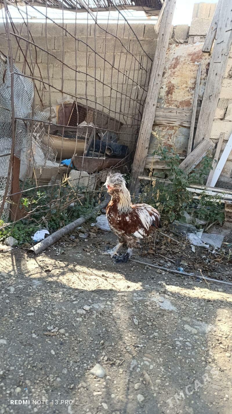 troyka horaz - Balkanabat - img 3