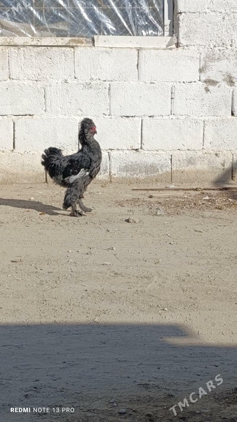 troyka horaz - Balkanabat - img 2