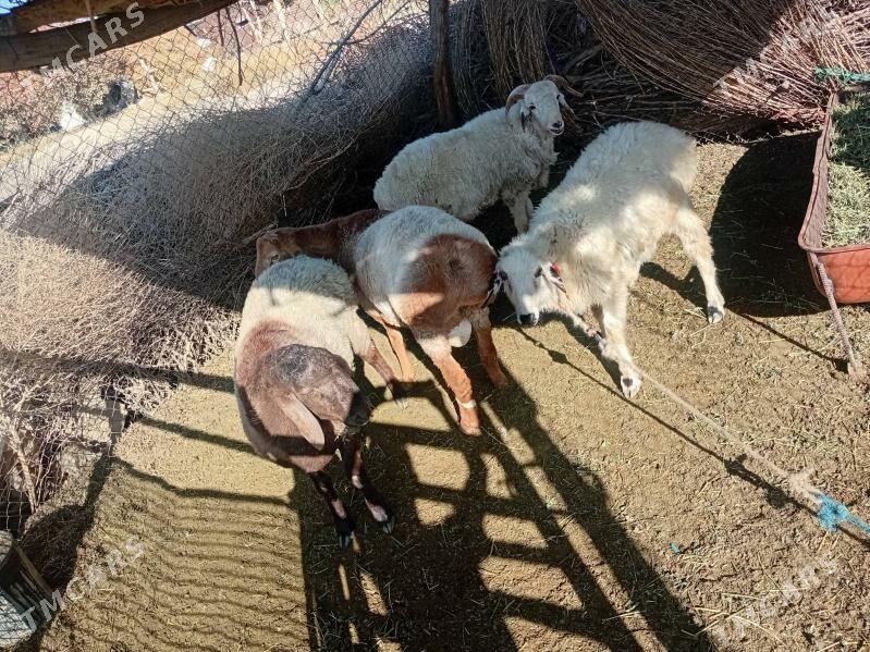 goyun kockar - Туркменабат - img 2