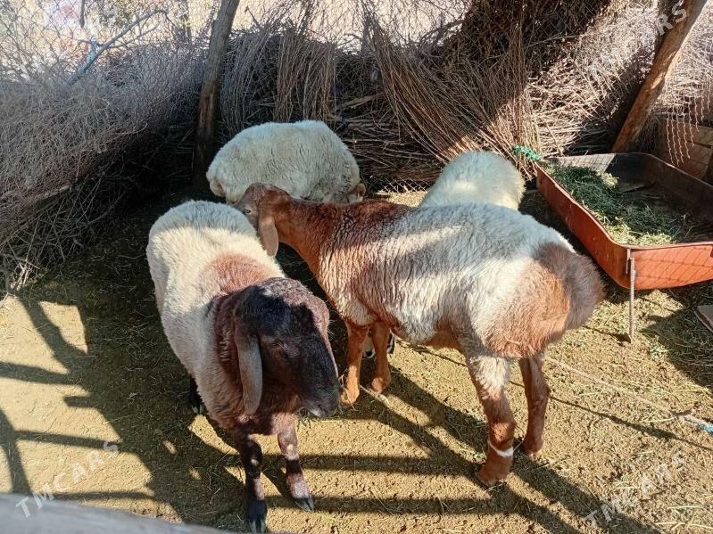 goyun kockar - Туркменабат - img 3