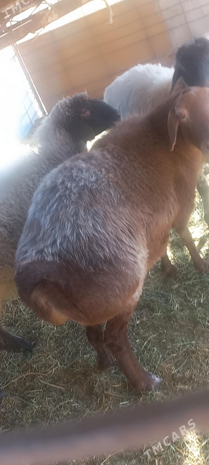 Bakylan goyun - Байрамали - img 2