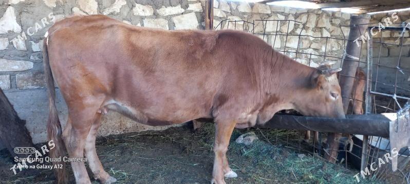 gysyr - Gumdag - img 1