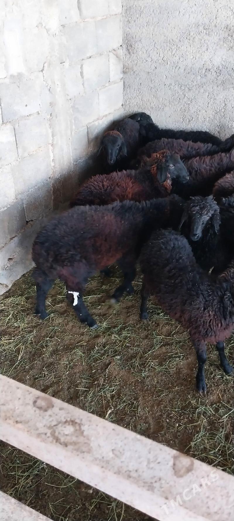 Tokli - Бузмеин - img 5