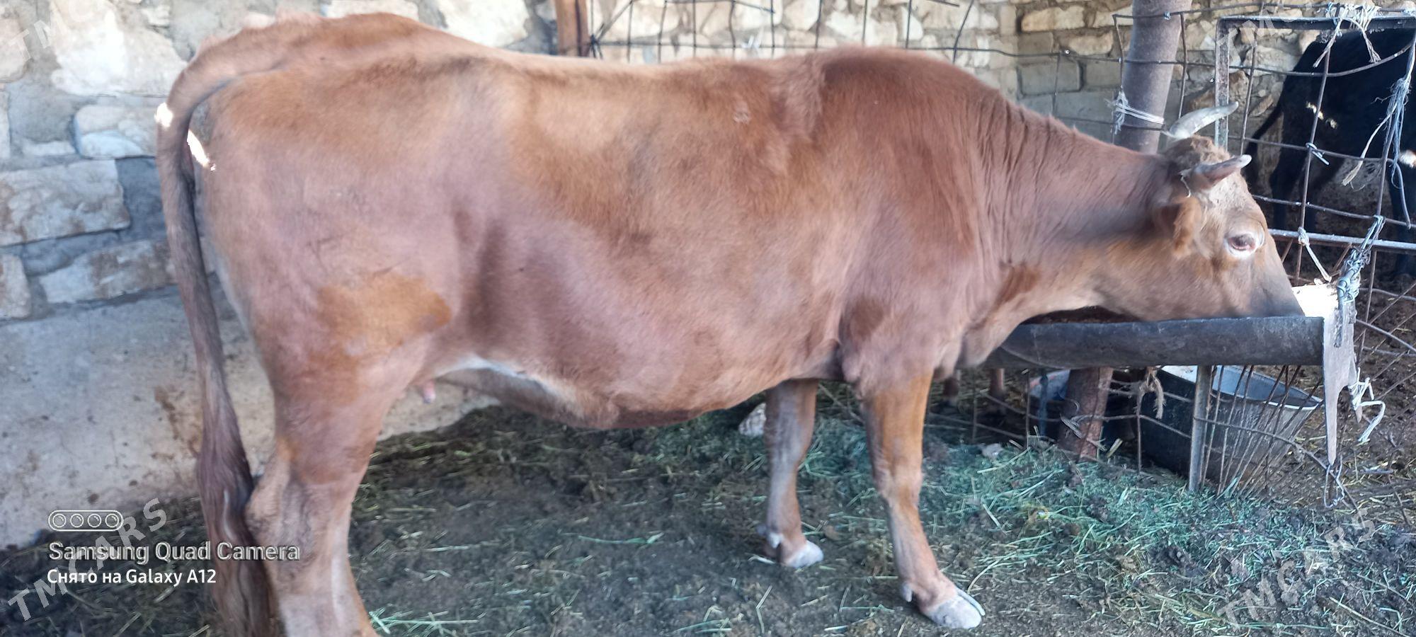 gysyr - Gumdag - img 3